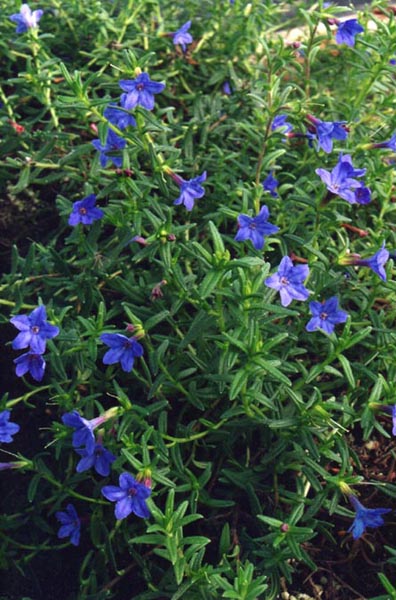Lithodora diffusa photo